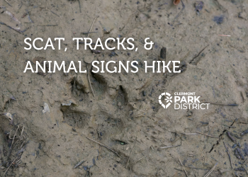 wolf or dog track in mud